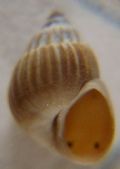 Pusillina marginata